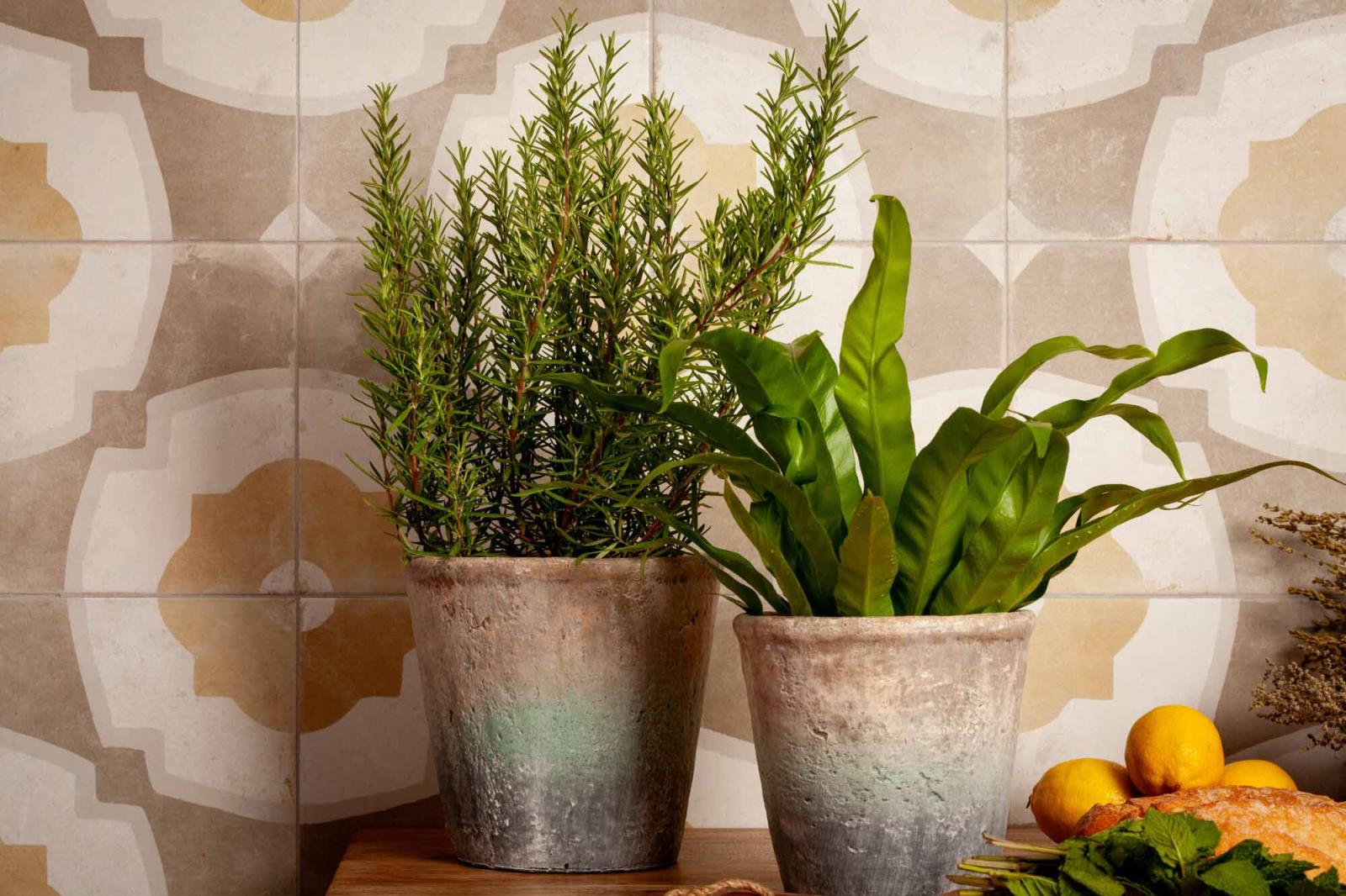 Terakota FS FARFALLA MUSTARD 45x45 (4)